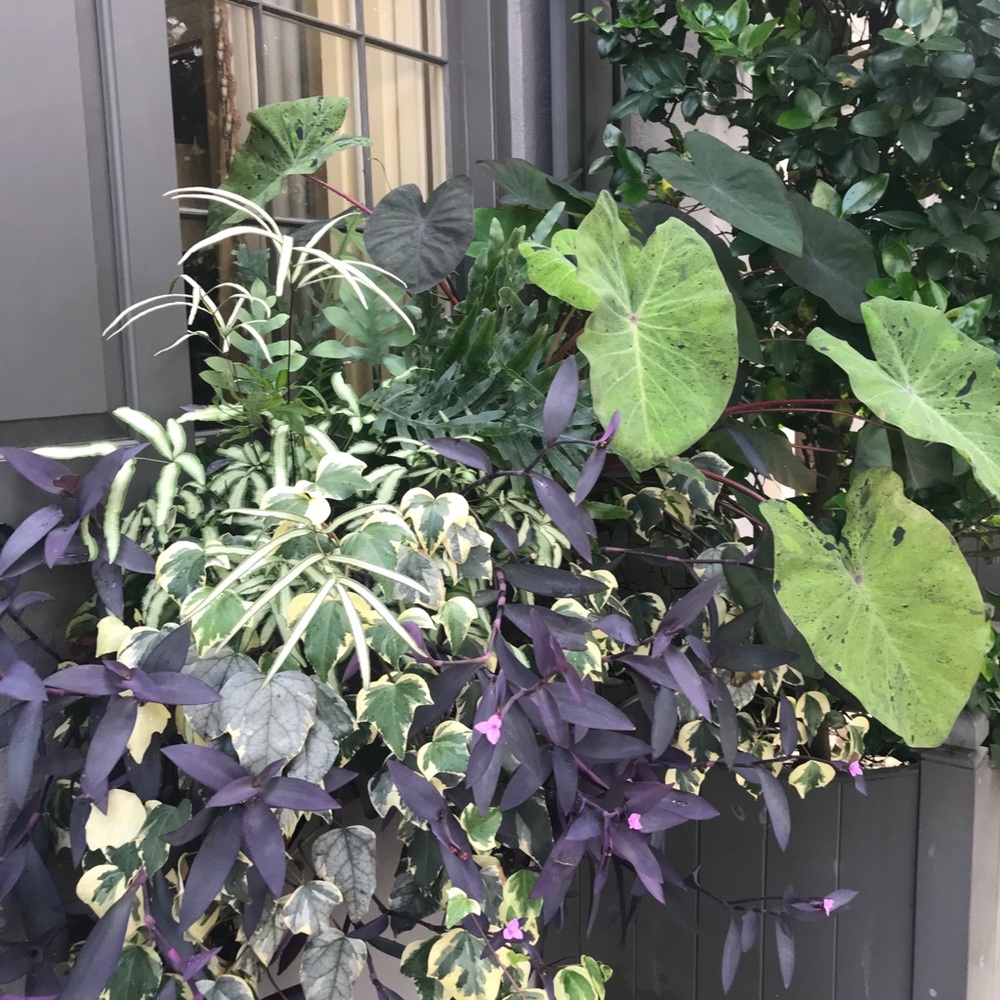 Meet your Posher, Tricia